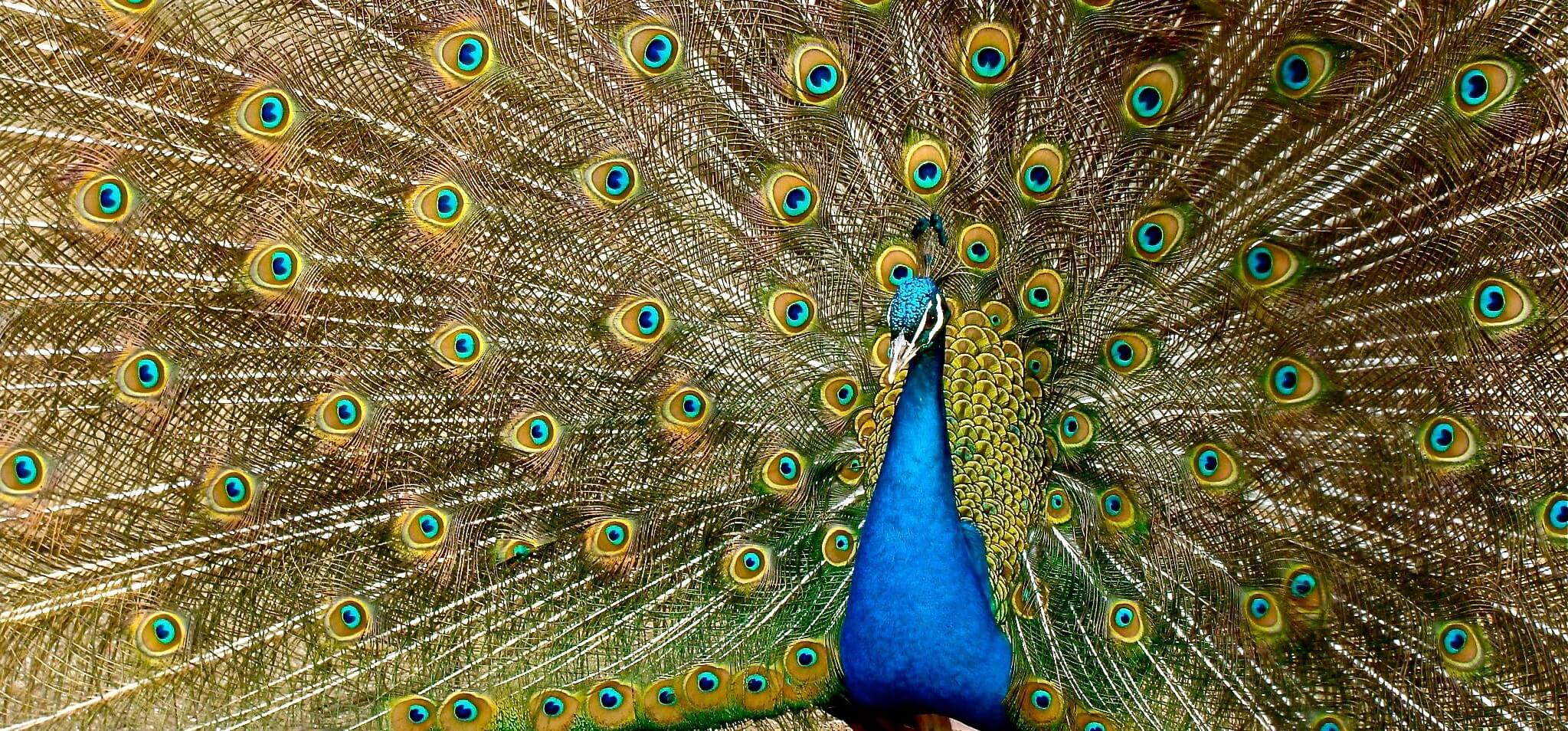 peacock hd