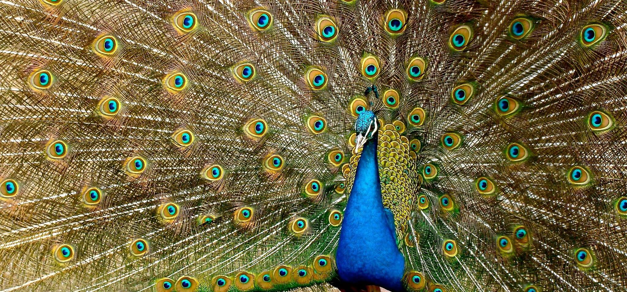 peacock hd
